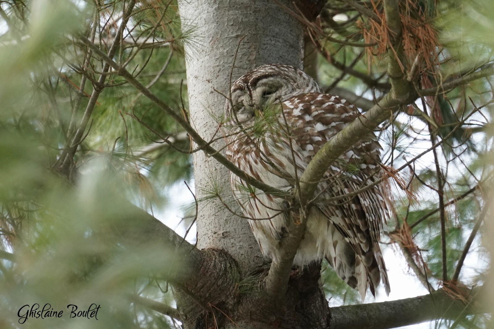 Chouette raye (Barred Owl)