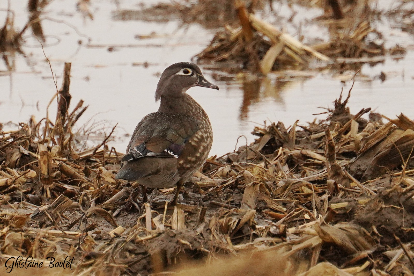 Canard branchu (Wood Duck)