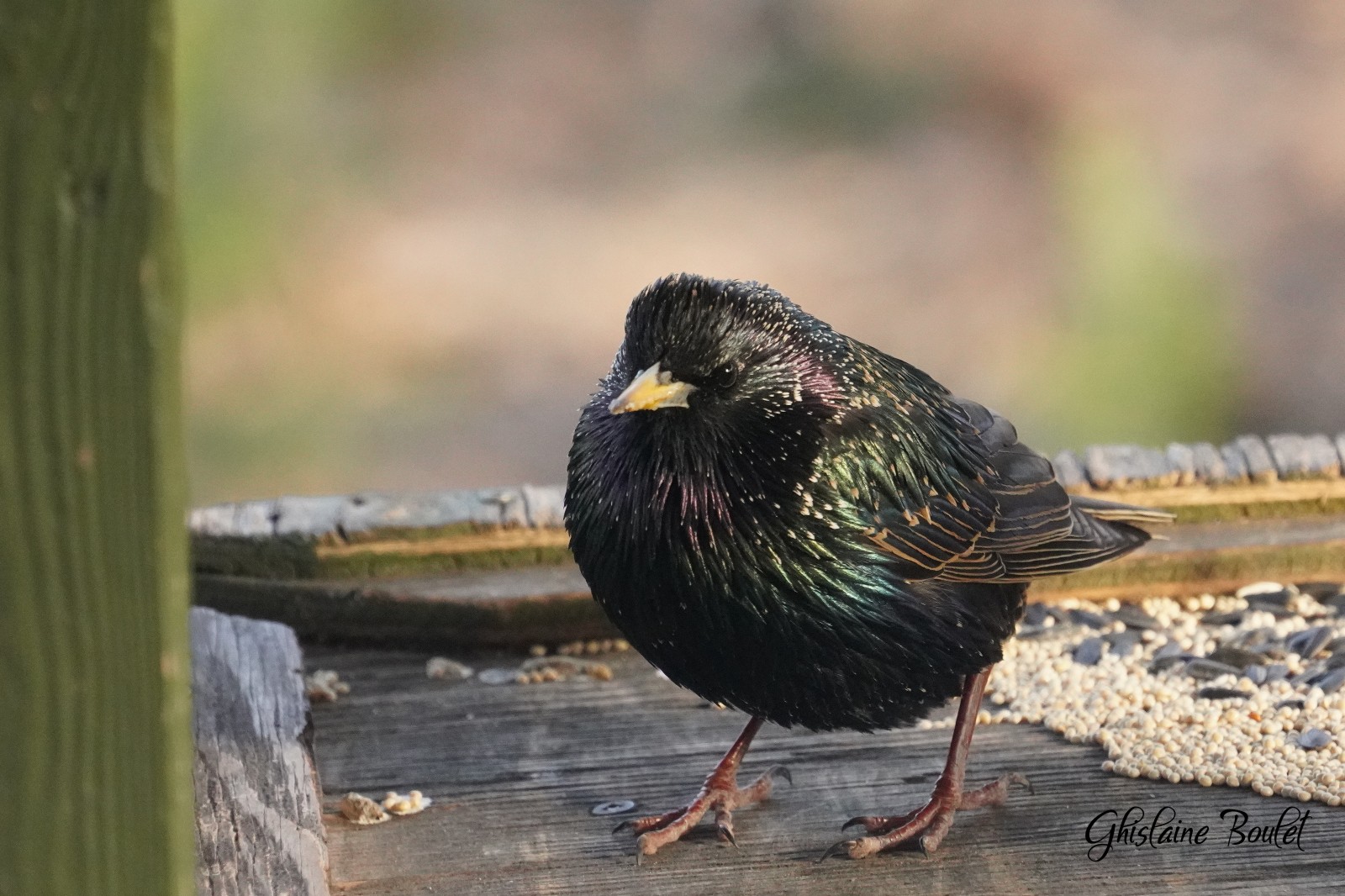 tourneau sansonnet (European Starling)