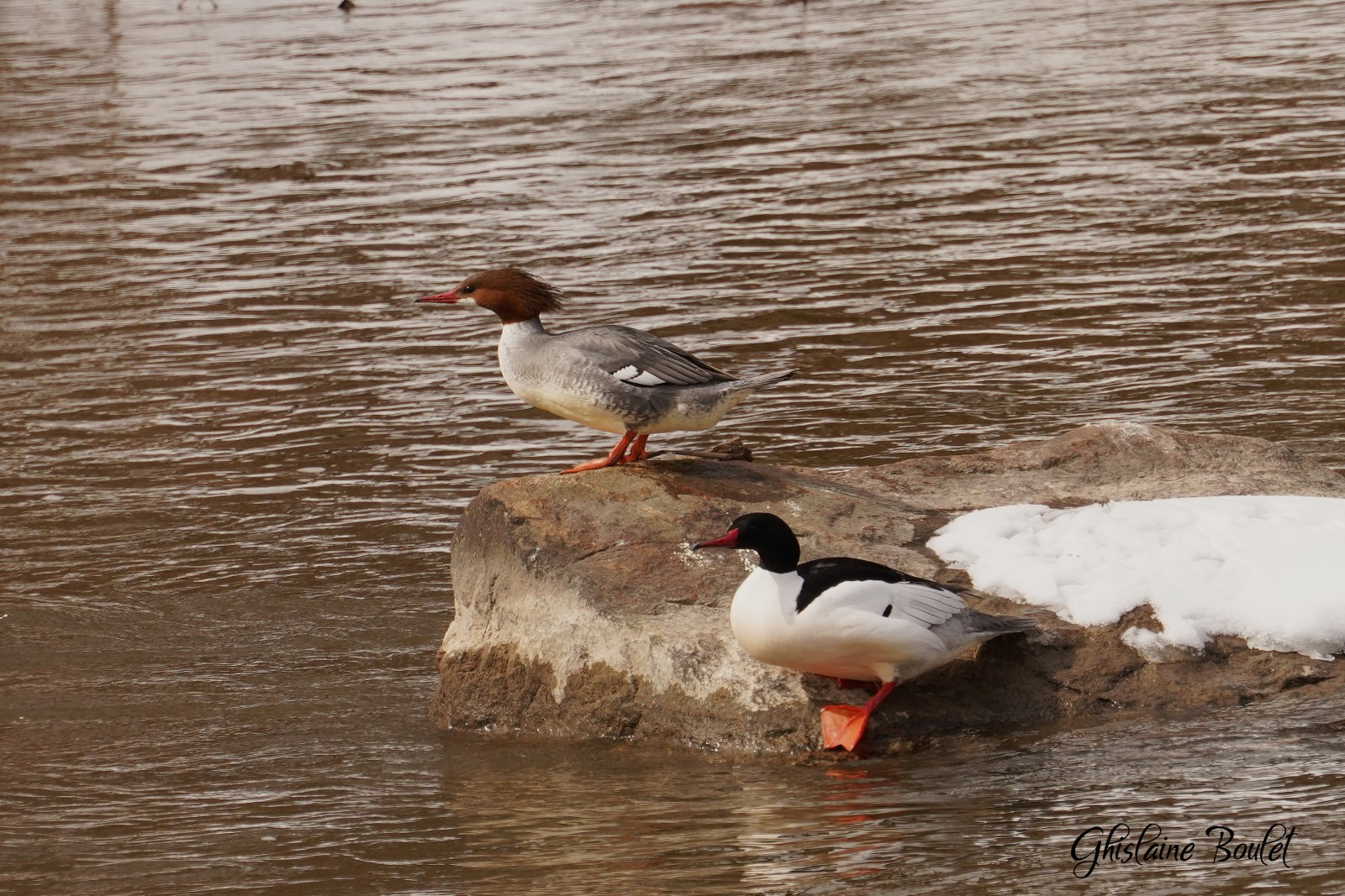 Grand Harle (Common Merganser)