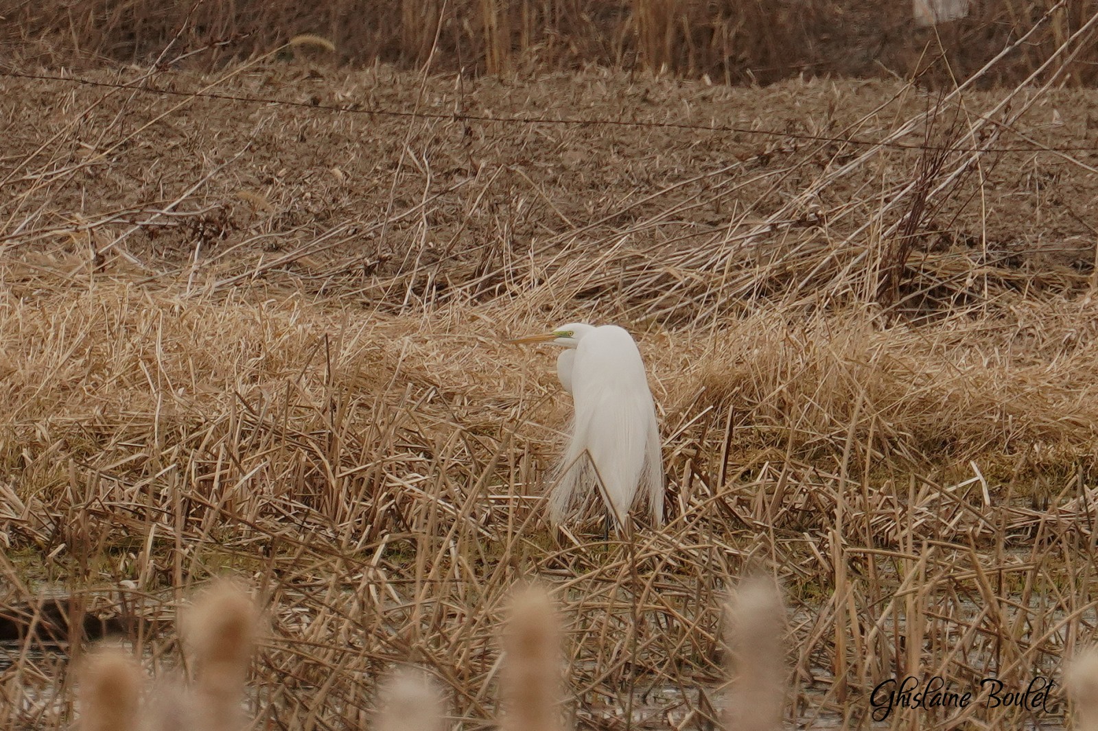 Grande Aigrette (Great Egret)