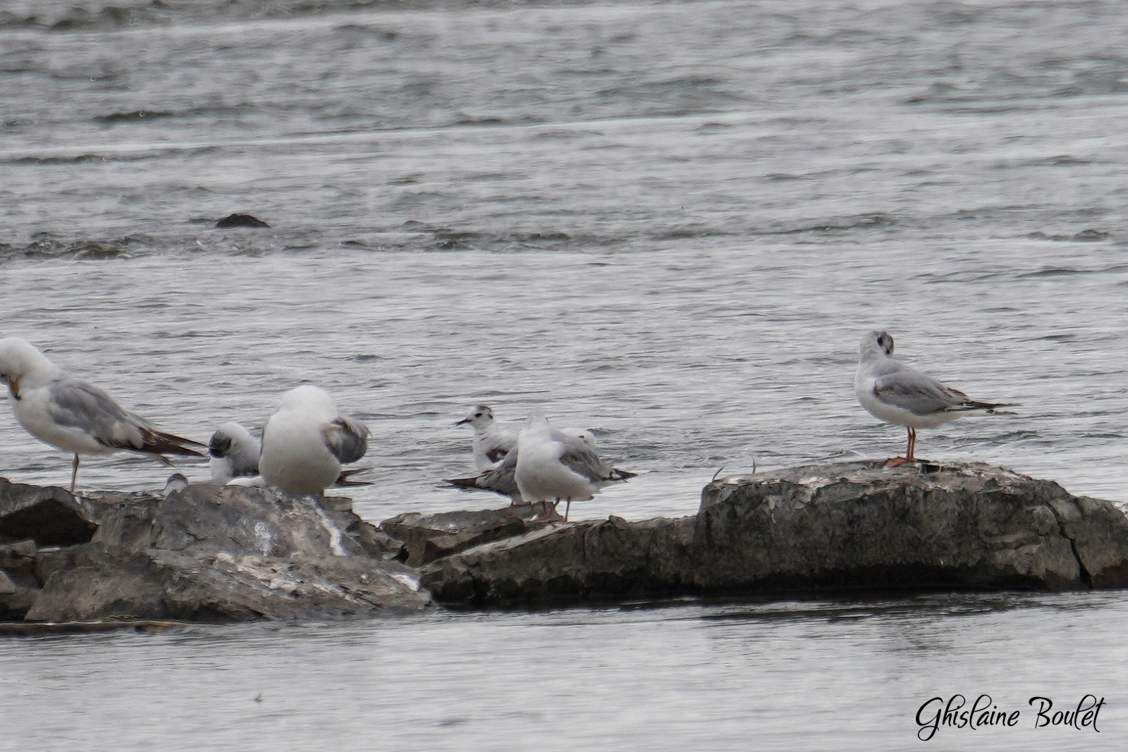 Mouette pygme (Little Gull)