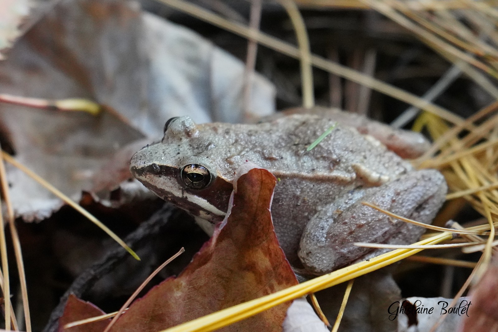 Grenouille des bois
