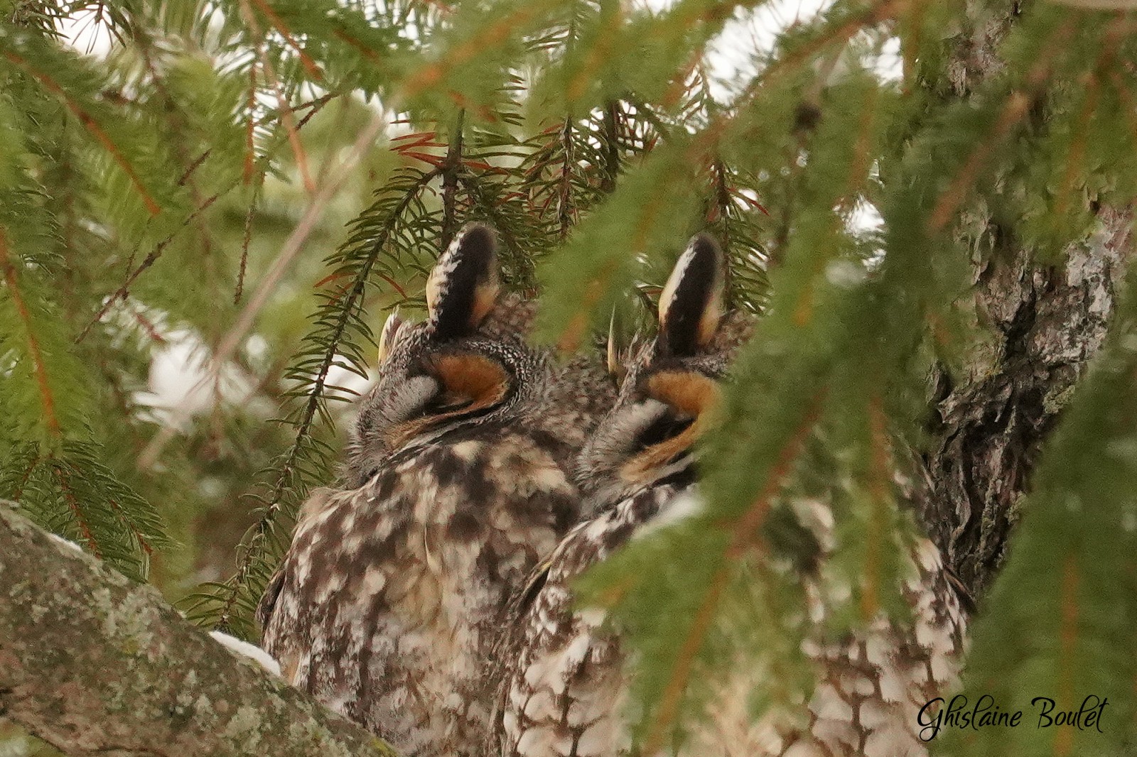 Hibou moyen-duc (Long-eared Owl)