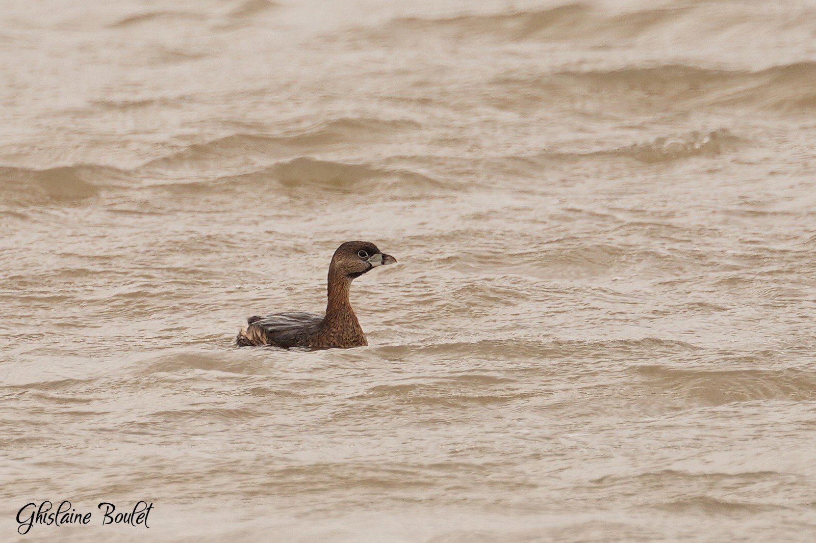 Grbe  bec bigarr (Pied-billed Grebe)