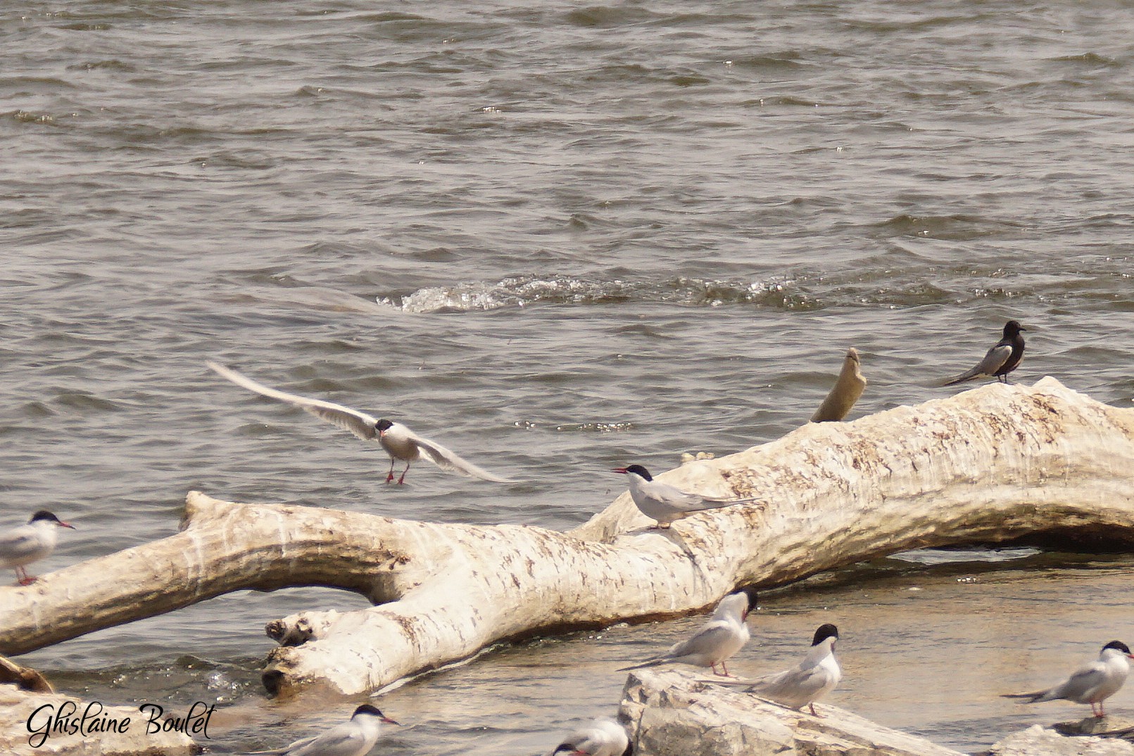 Sterne arctique (Artic Tern)