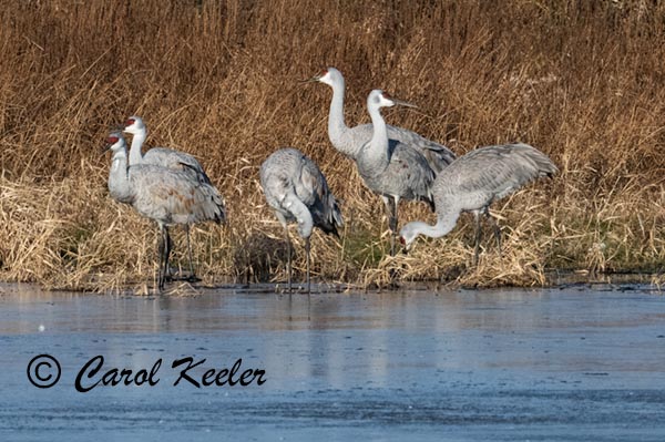 Cranes Standing Guard 