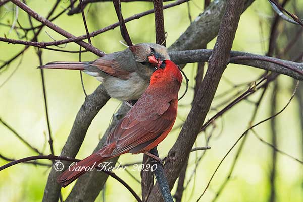 Cardinal Kiss