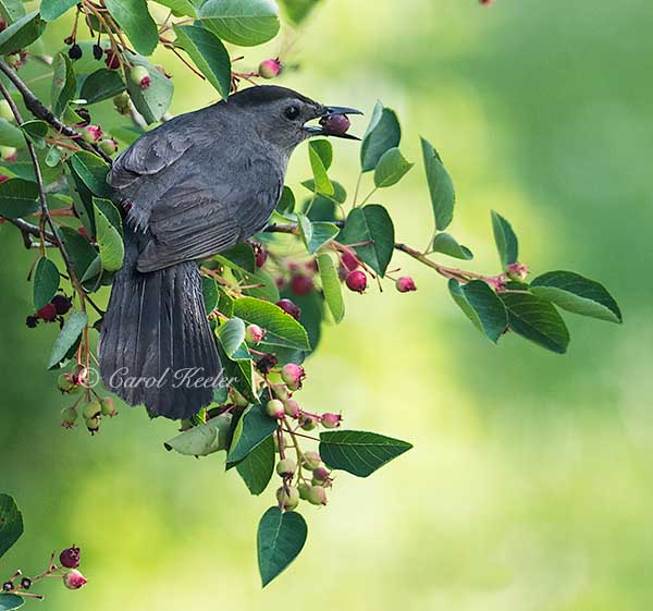 Gray Catbird and Serviceberry 
