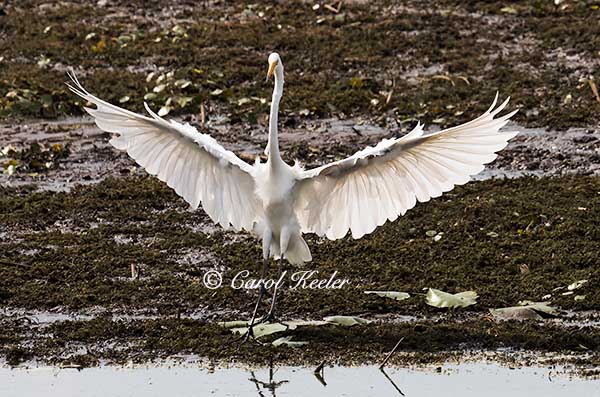 Great Egret Landing  
