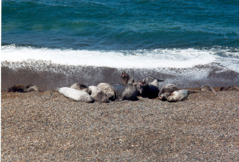 Patagonia   - Lion Seals