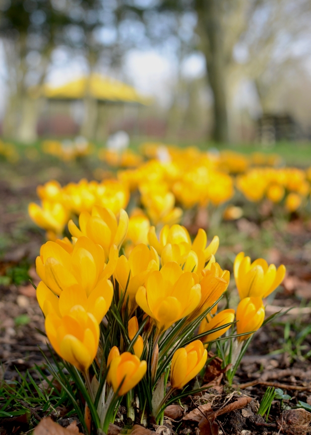 Yellow in the park