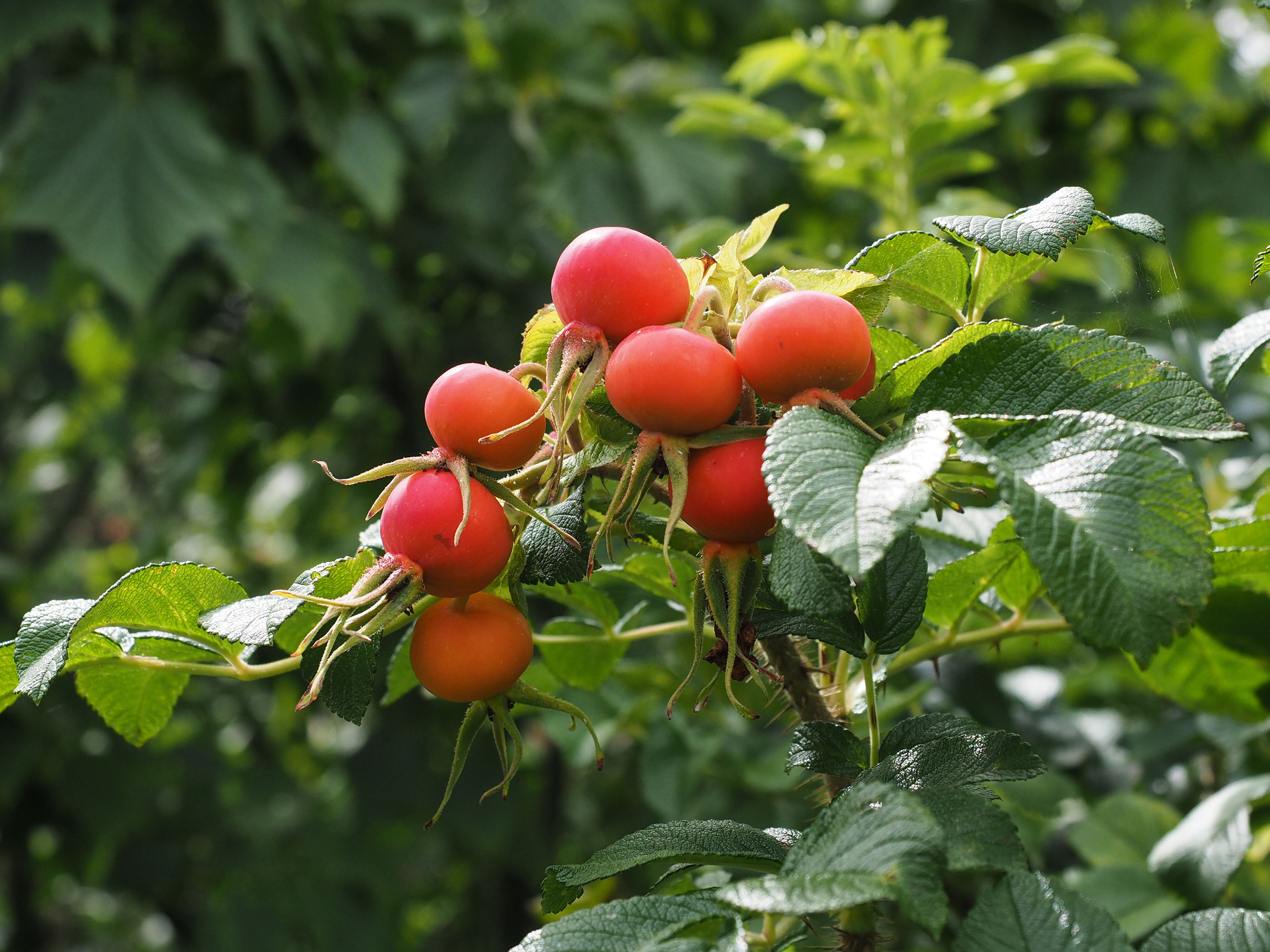 Rosehips in the gardens at Dromana House