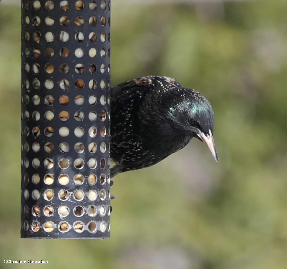 European starling