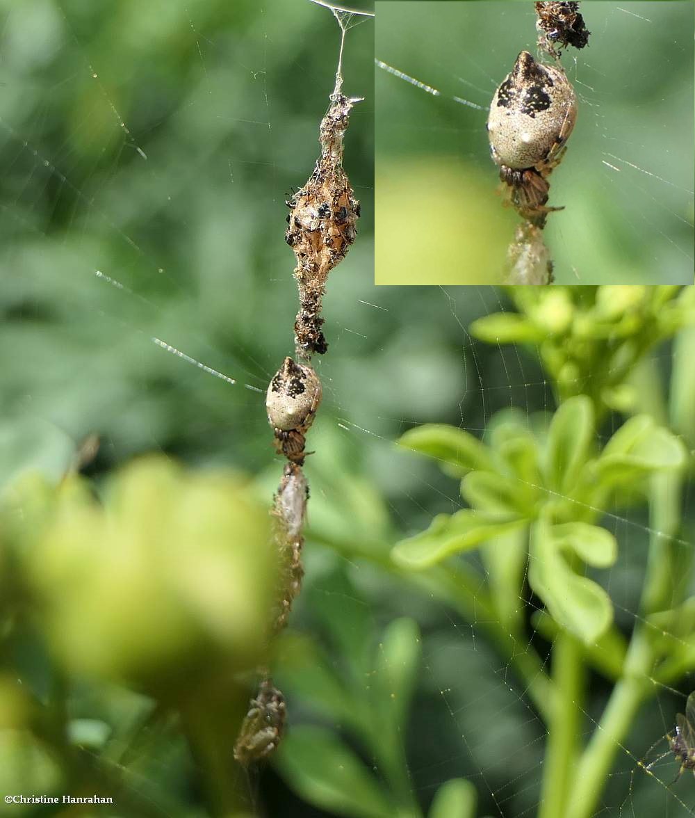 Humped trashline orbweaver (<em>Cyclosa</em>)