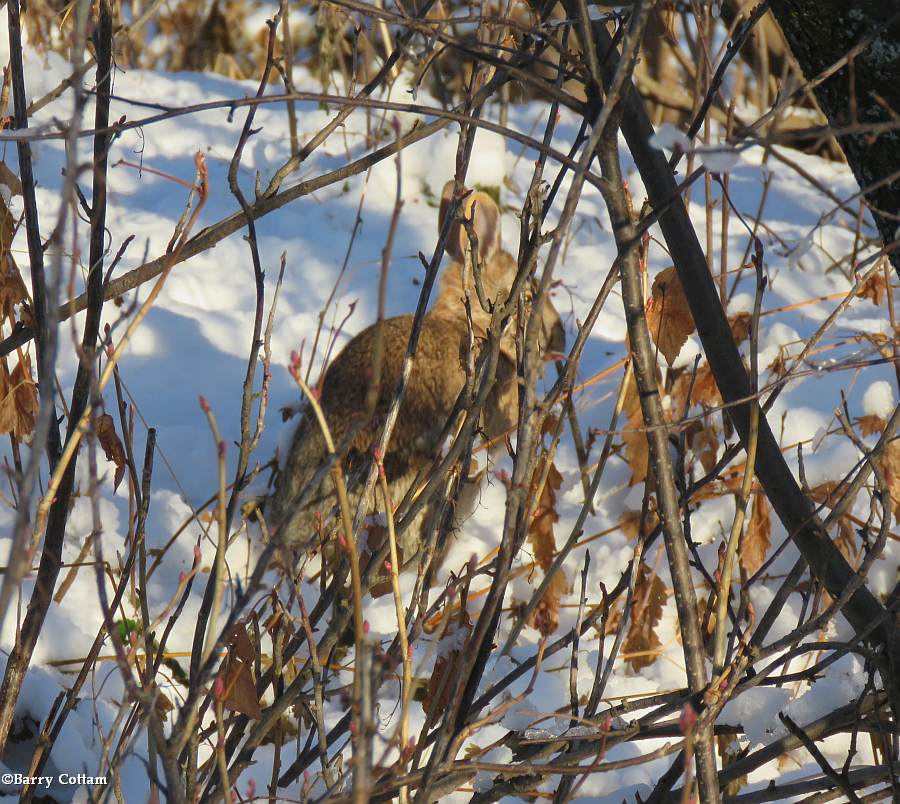 Cottontail rabbit