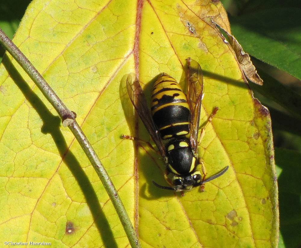 Widow yellowjacket  (<em>Vespula vidua</em>)