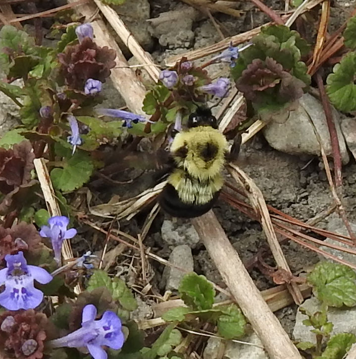 Two Spotted Bumble Bee queen