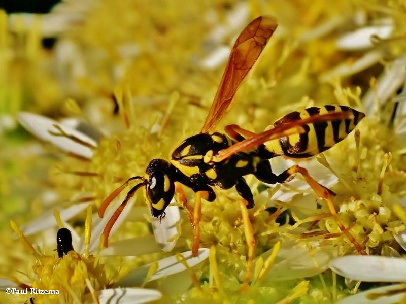 Paper Wasps (Family: Vespidae, Subfamily: Polistinae)