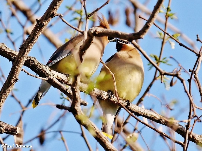 Waxwings of the FWG
