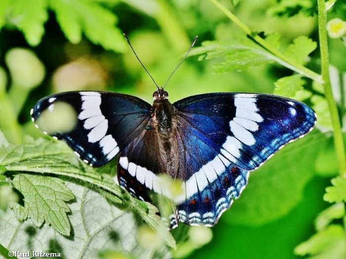 Admirals and Viceroys (Family: Nymphalidae; Subfamily: Limenitidinae) of the FWG