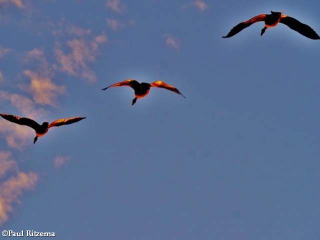 Waterfowl of the FWG