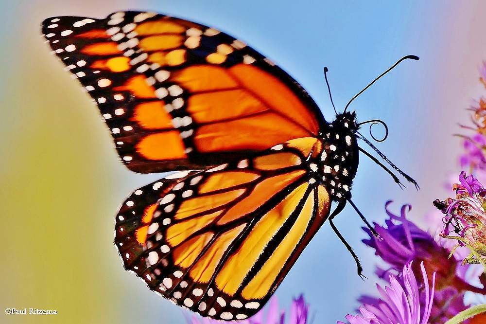 Monarch butterfly (<em>Danaus plexippus</em>)