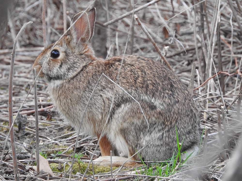 Eastern cottontail (<em>Sylvilagus floridanus</em>)