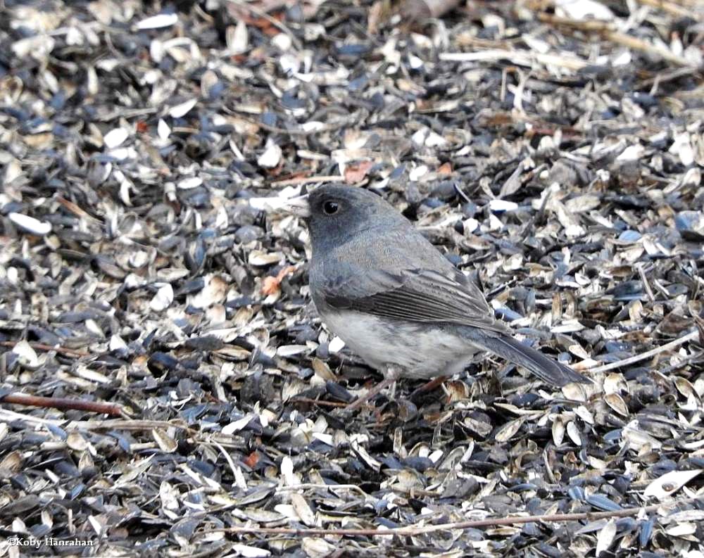 Dark-eyed junco
