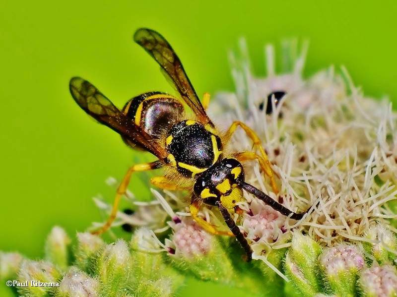 Social Wasps (Family: Vespidae, Subfamily: Vespinae)