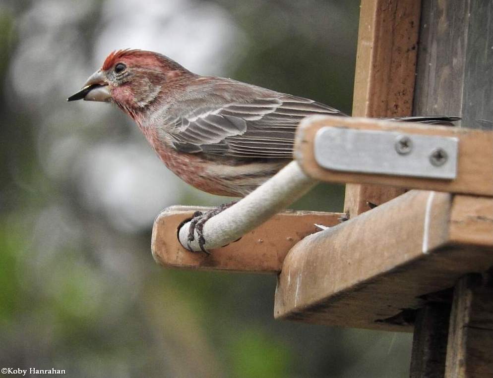 house finch, male