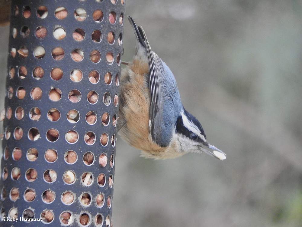 Red-breasted nuthatch
