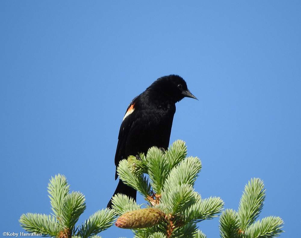 Red-winged blackbird, male