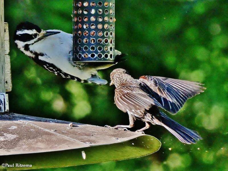 Not sharing the feeder