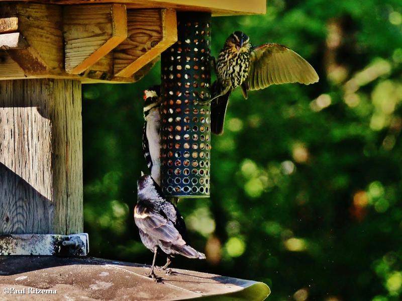 Feeder birds