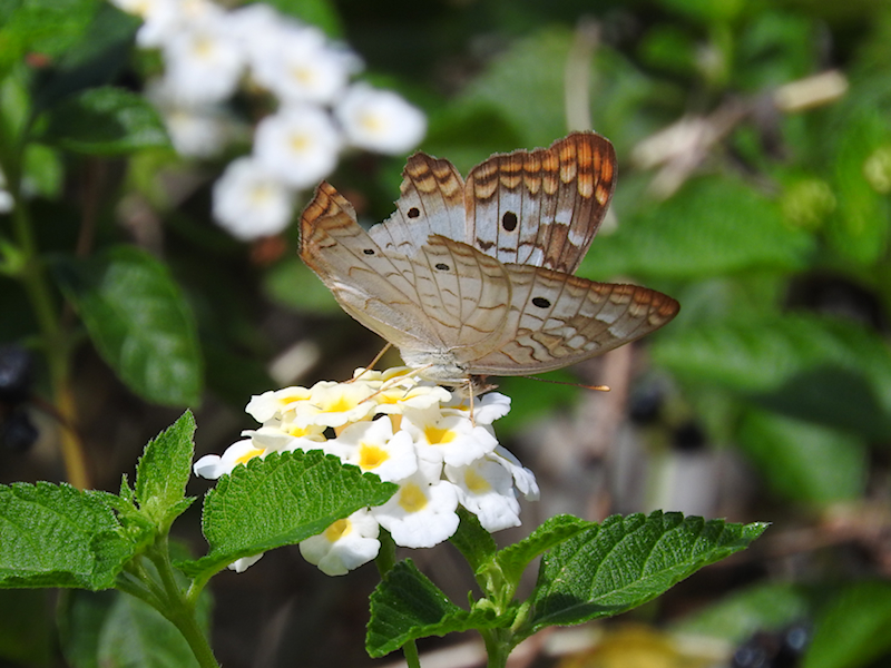 White Peacock (Anartia jatrophae)