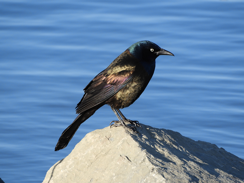 Common Grackle