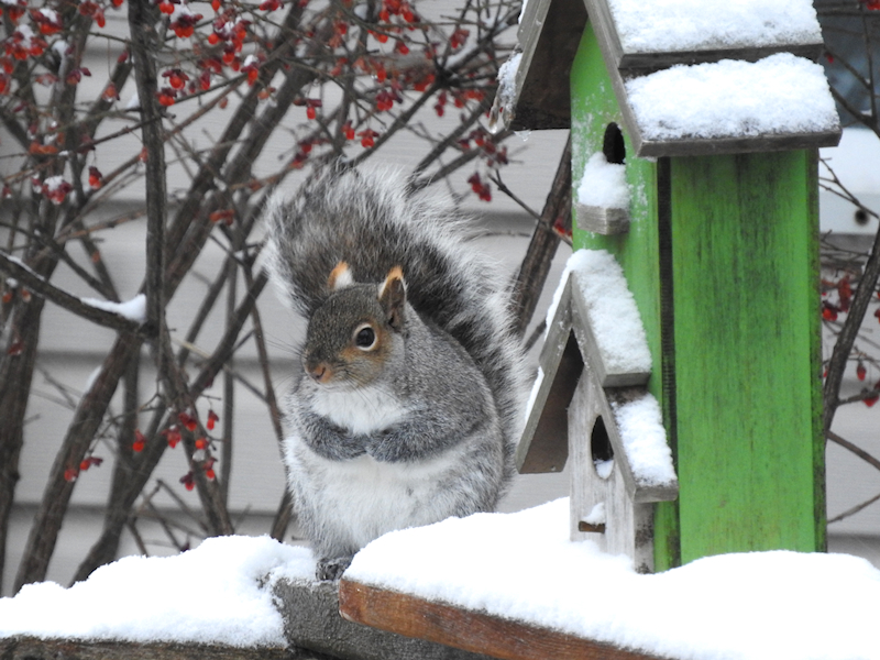 Eastern Gray Squirrel