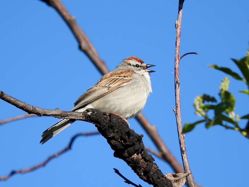 Chipping Sparrow