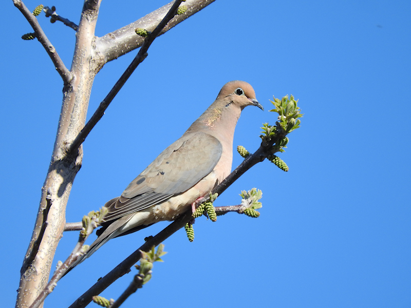 Mourning Dove