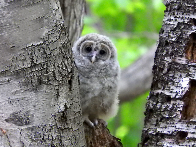 Barred Owl chick