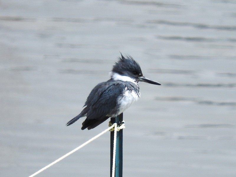 Belted Kingfisher