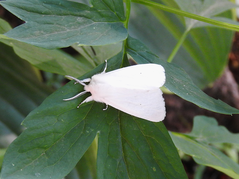 Virginian Tiger Moth (Spilosoma virginica)