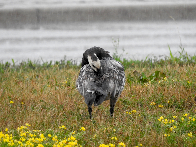 Barnacle Goose