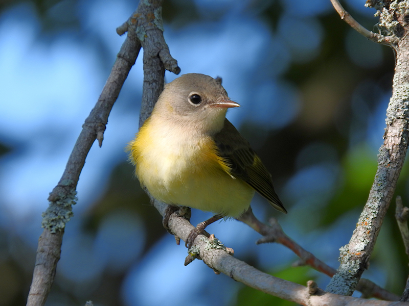 American Redstart 