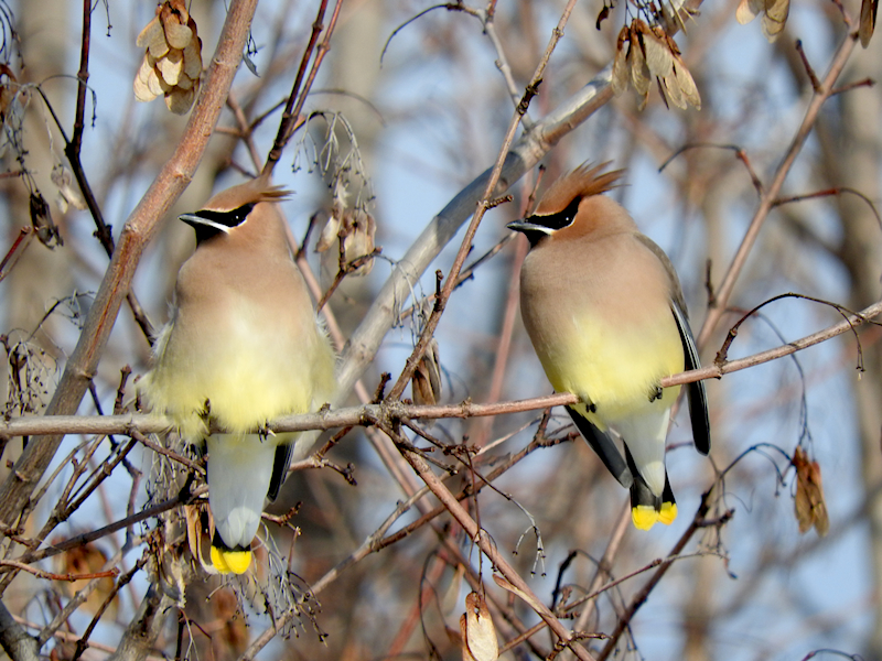 Cedar Waxwings