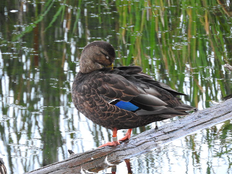 American Black Duck (banded)