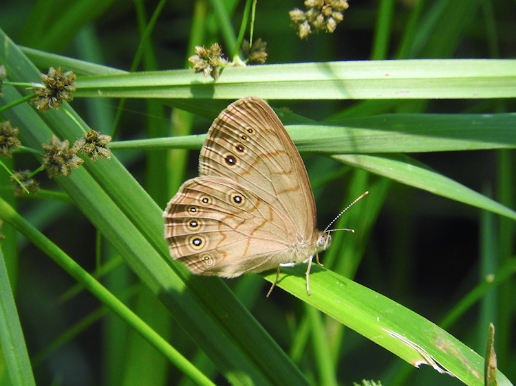 Eyed Brown (Satyrodes eurydice)