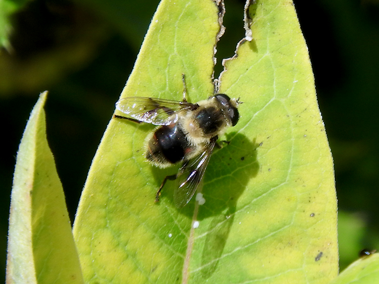 Orange-spotted Drone Fly (Eristalis anthophorina)