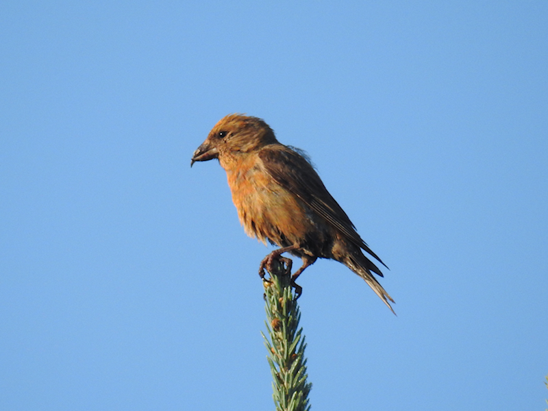 Red Crossbill